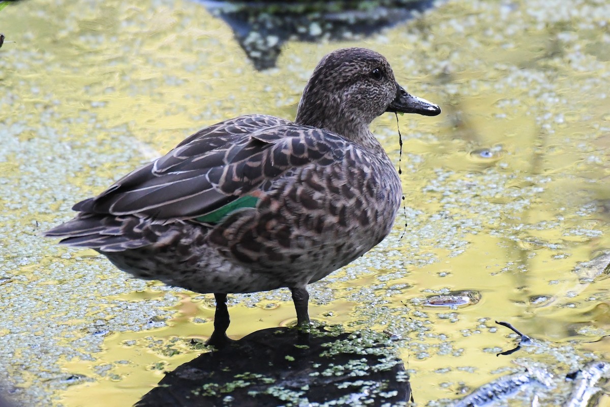 Green-winged Teal (American) - ML642730632