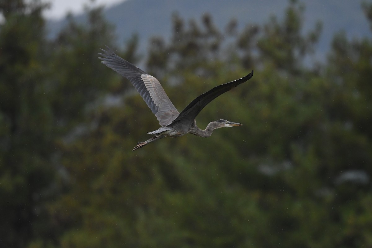 Great Blue Heron (Great Blue) - ML642730636