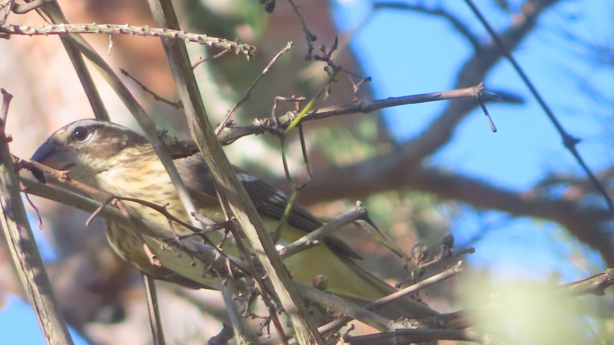 Rose-breasted Grosbeak - ML642730637