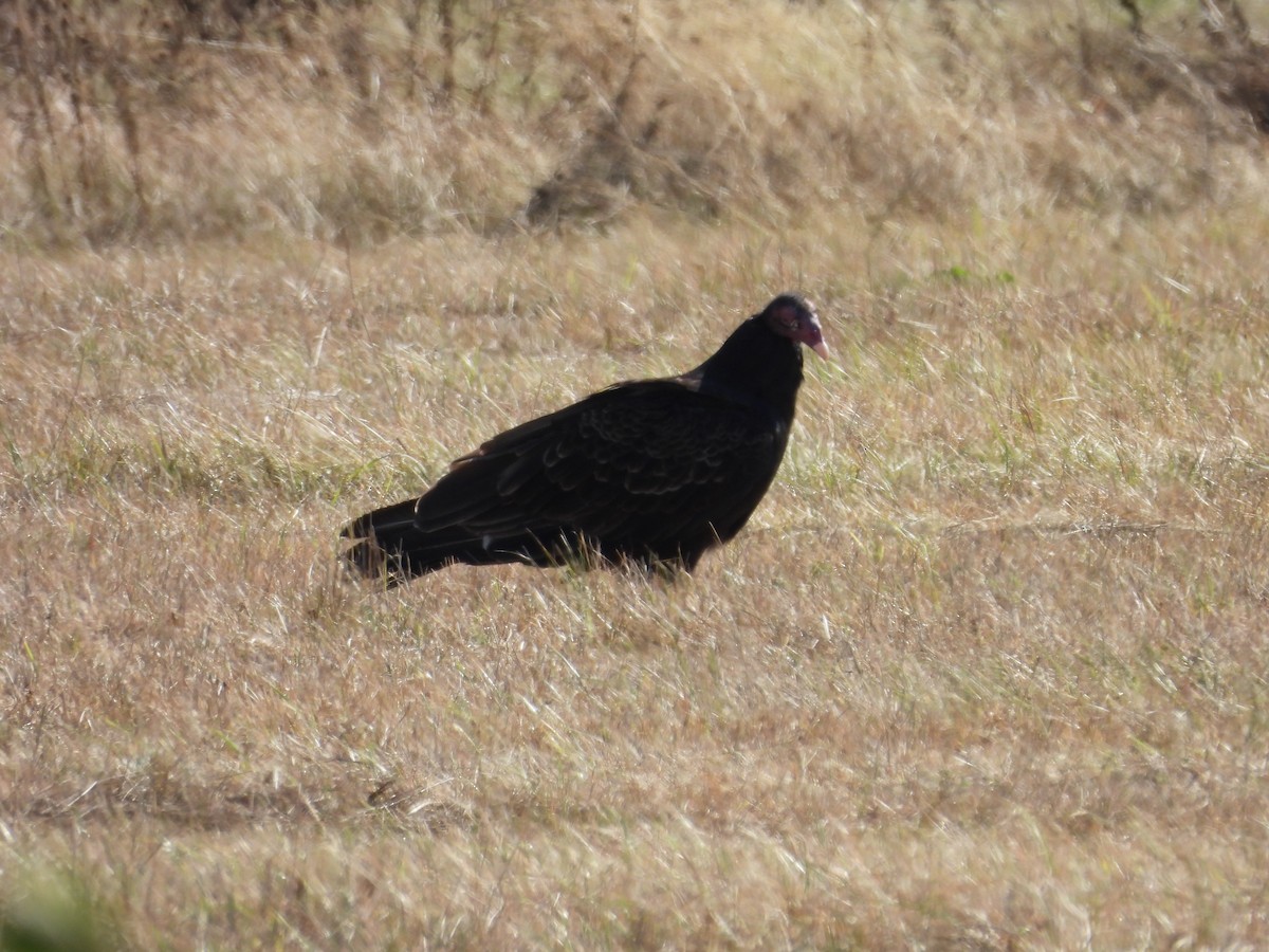 Turkey Vulture - ML642730638