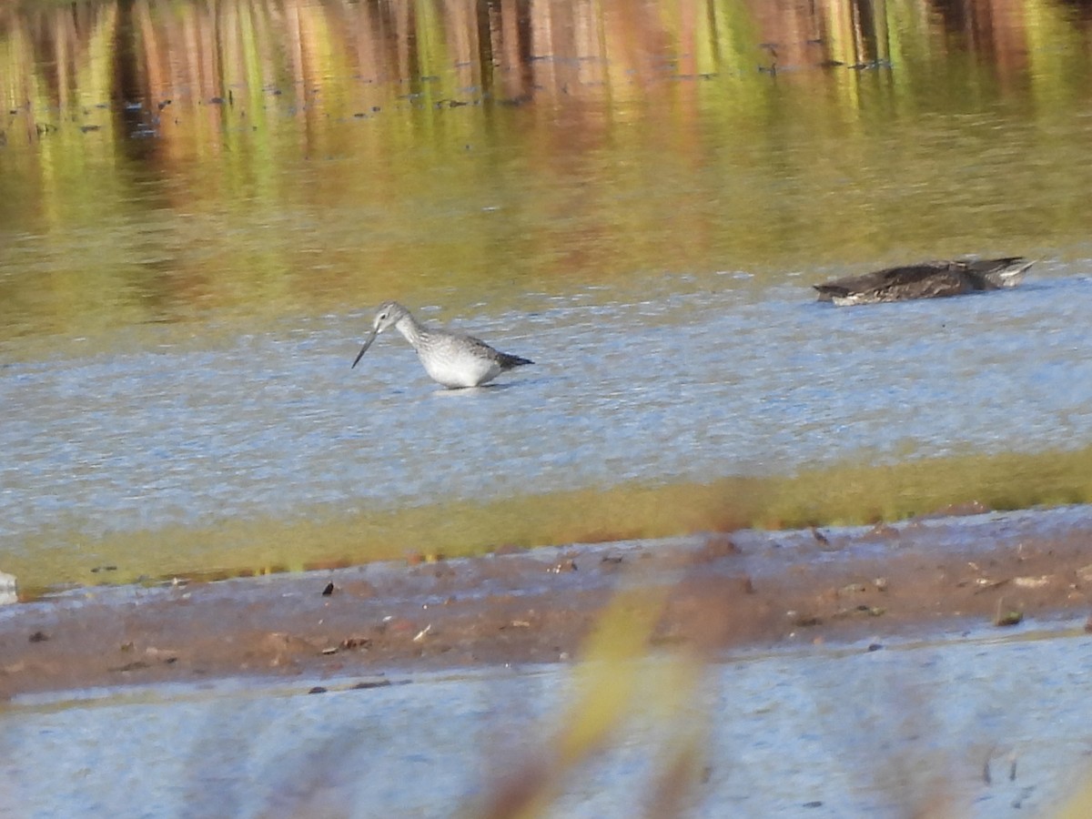 Lesser Yellowlegs - ML642730641
