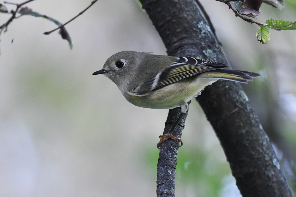 Ruby-crowned Kinglet - ML642730642