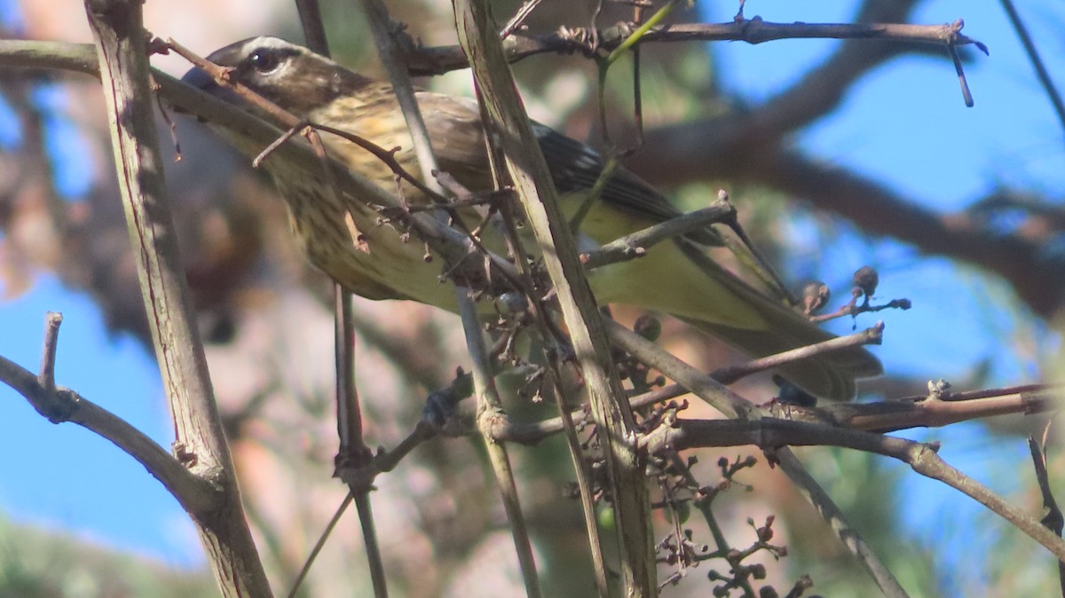 Rose-breasted Grosbeak - ML642730643