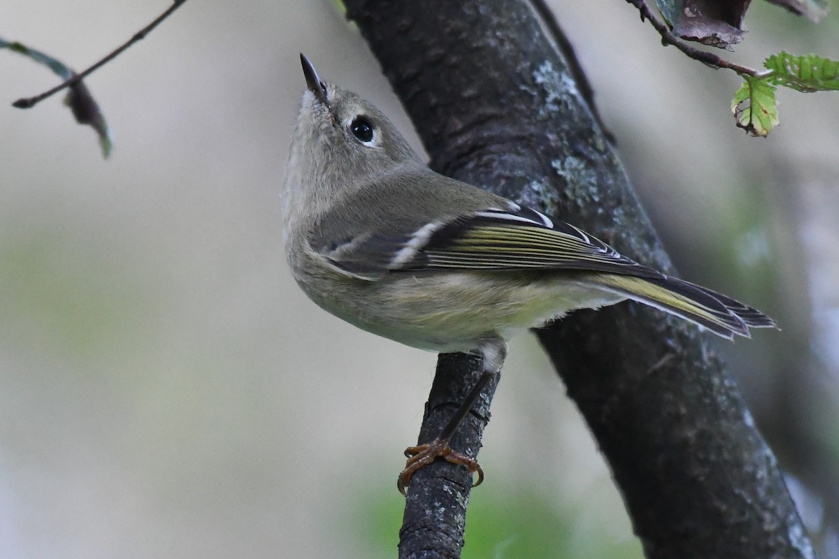 Ruby-crowned Kinglet - ML642730644