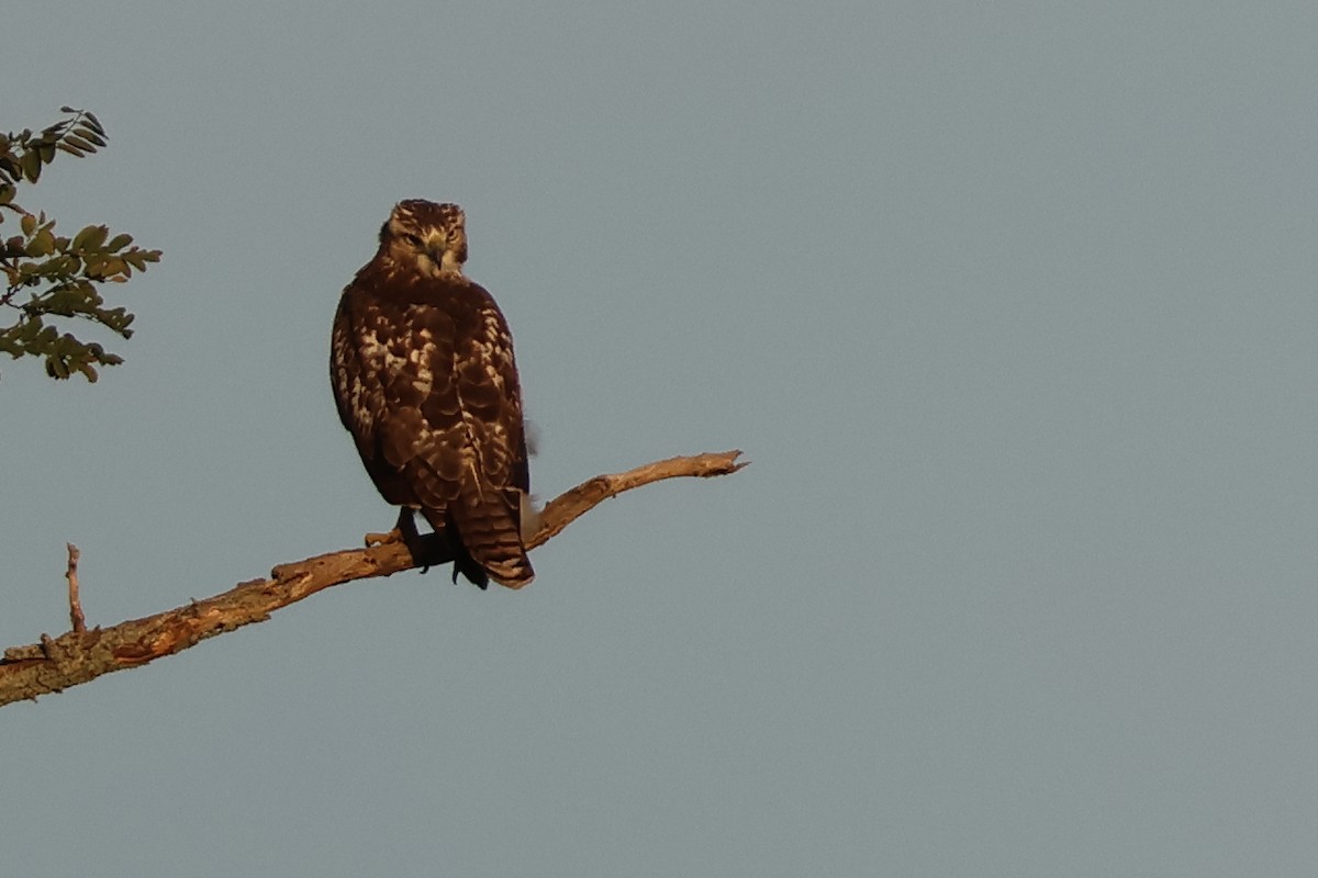 Red-tailed Hawk - ML642730645