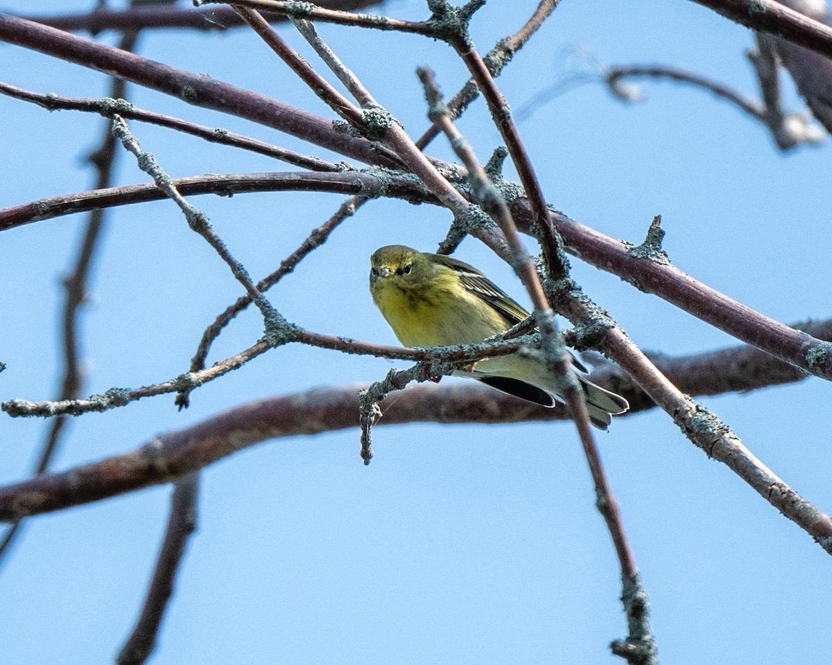 Blackpoll Warbler - ML642730653