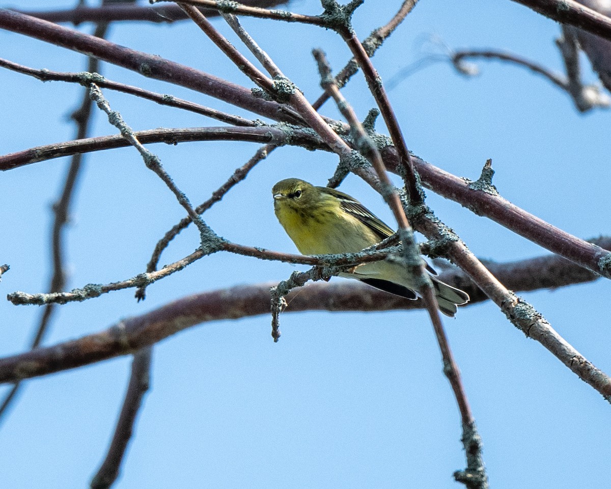 Blackpoll Warbler - ML642730654
