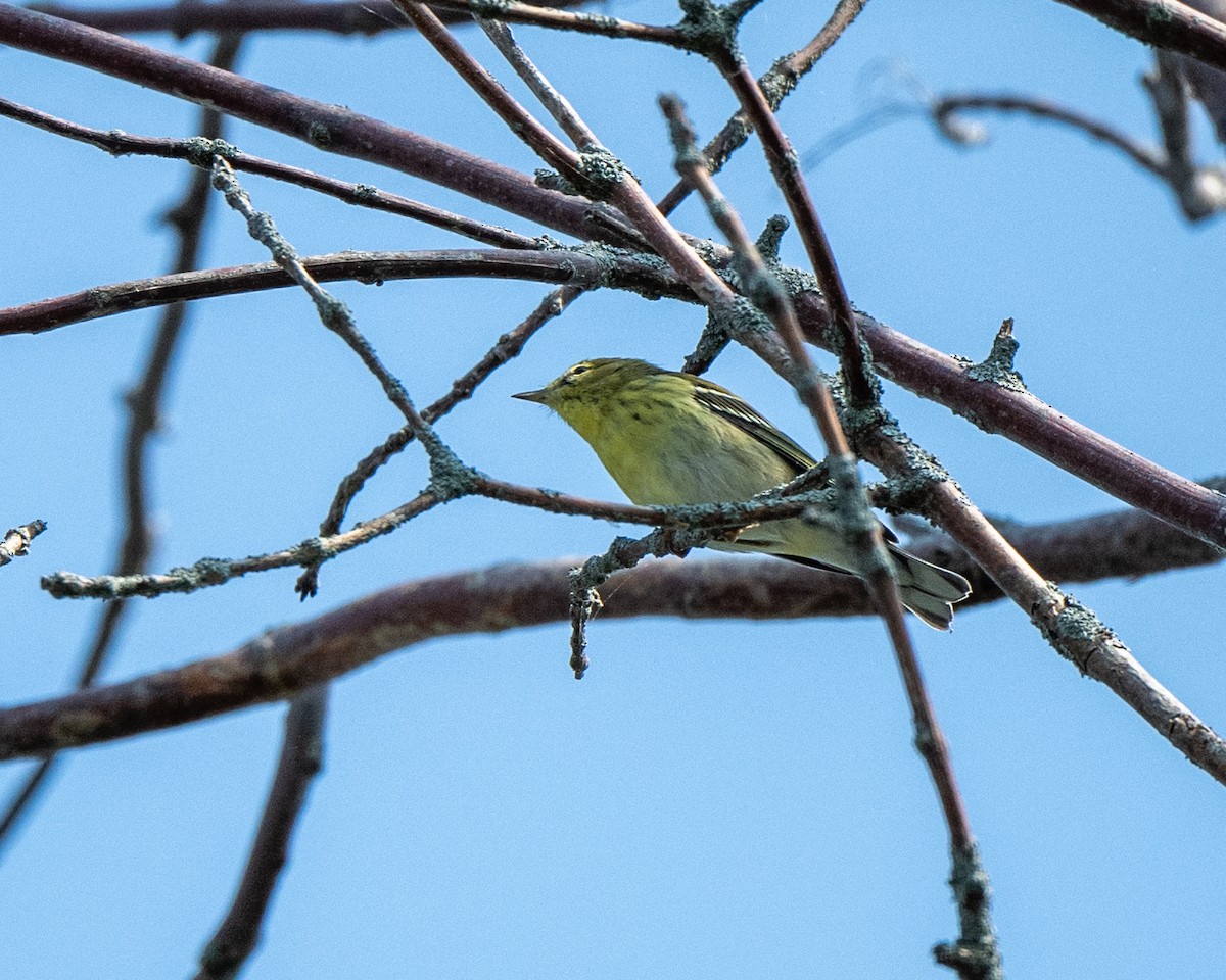Blackpoll Warbler - ML642730656