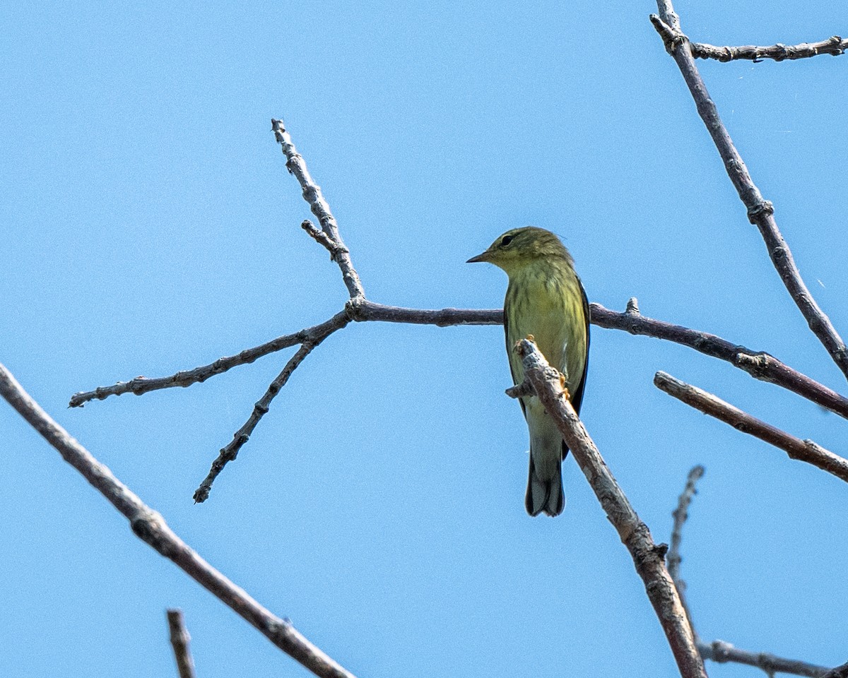 Blackpoll Warbler - ML642730657