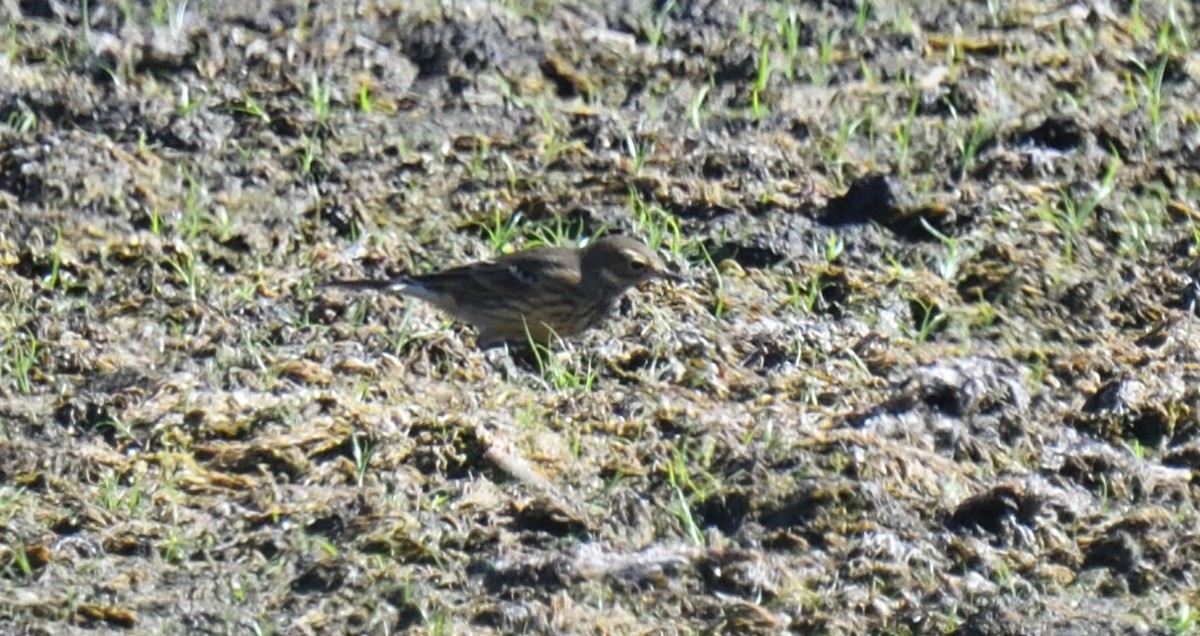 American Pipit - ML642730659