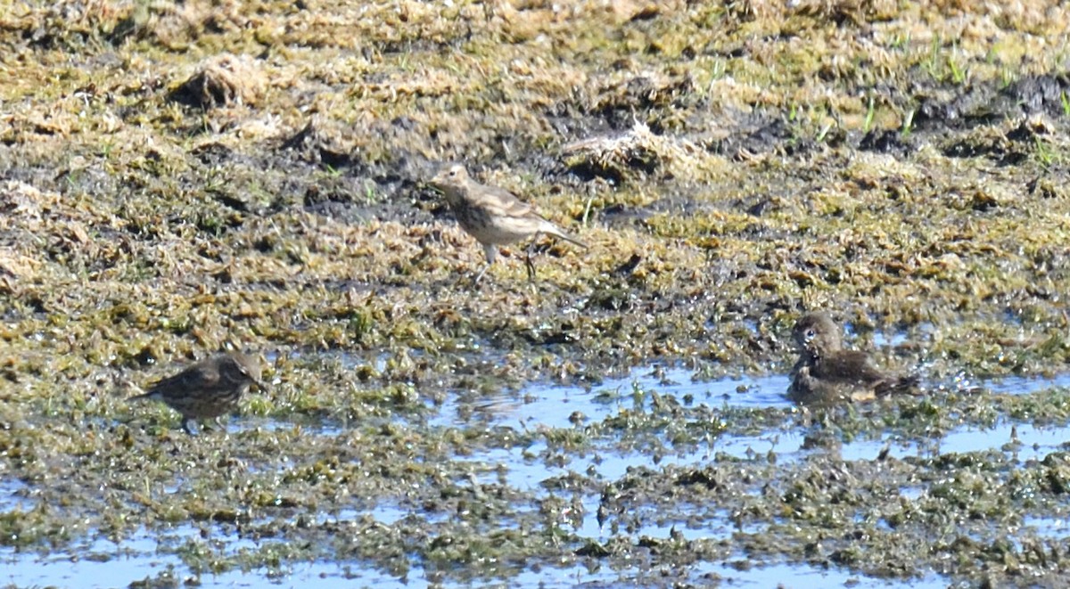 American Pipit - ML642730660