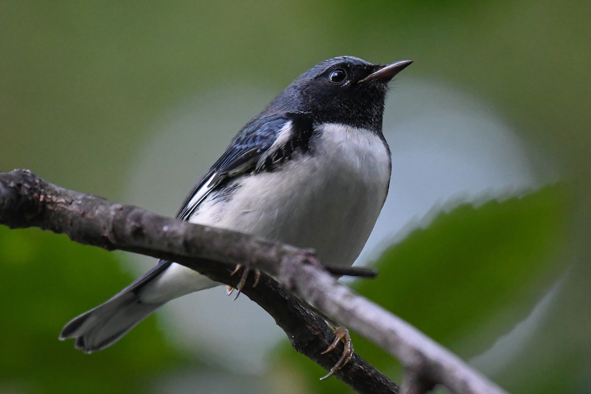 Black-throated Blue Warbler - ML642730667