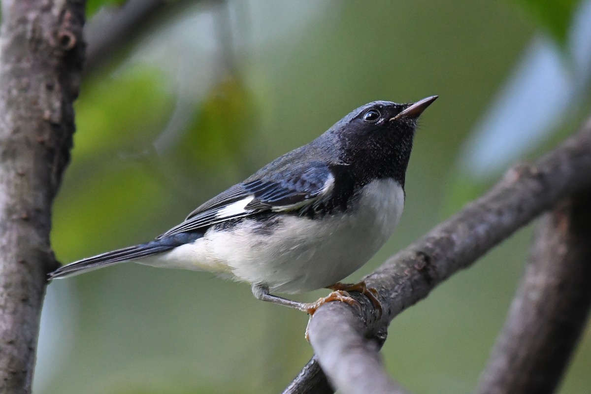 Black-throated Blue Warbler - ML642730668