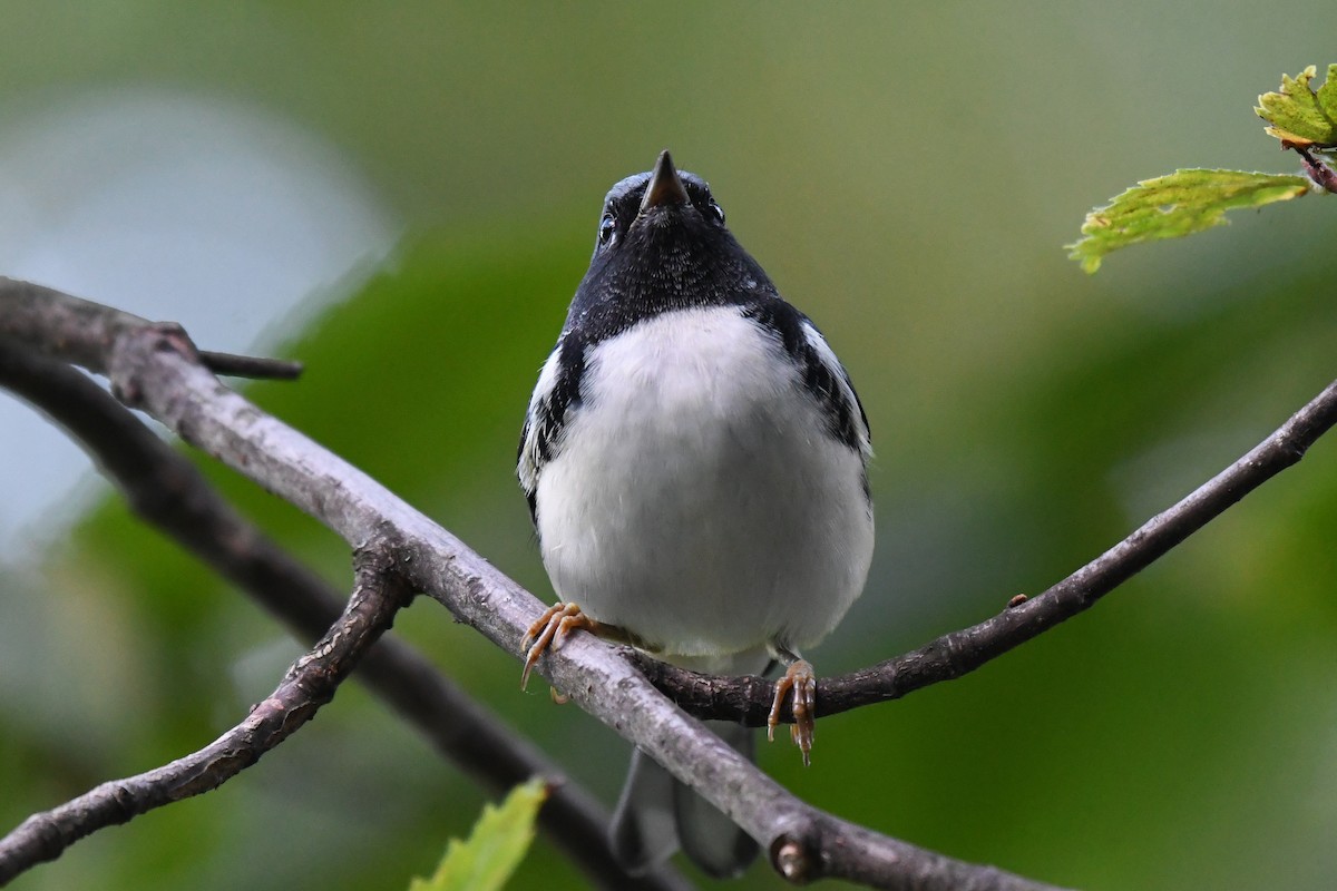 Black-throated Blue Warbler - ML642730669
