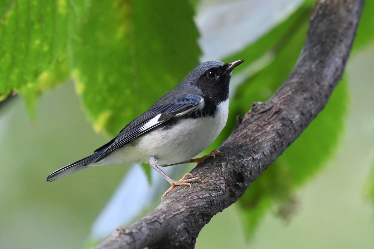 Black-throated Blue Warbler - ML642730670