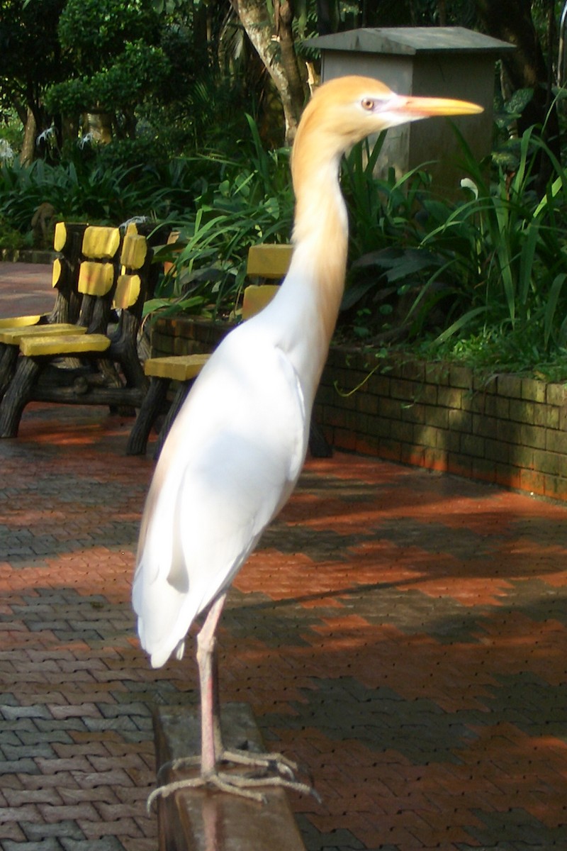 אנפית בקר מזרחית - ML642730674