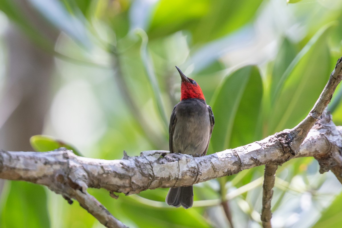 Red-headed Myzomela - ML642730676