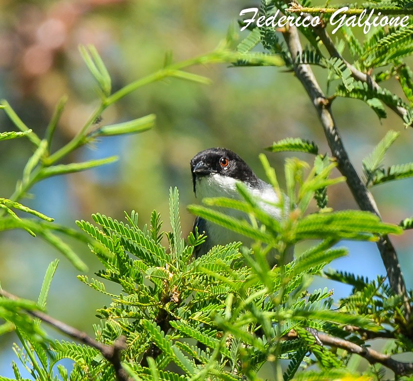 Black-capped Warbling Finch - ML642730679