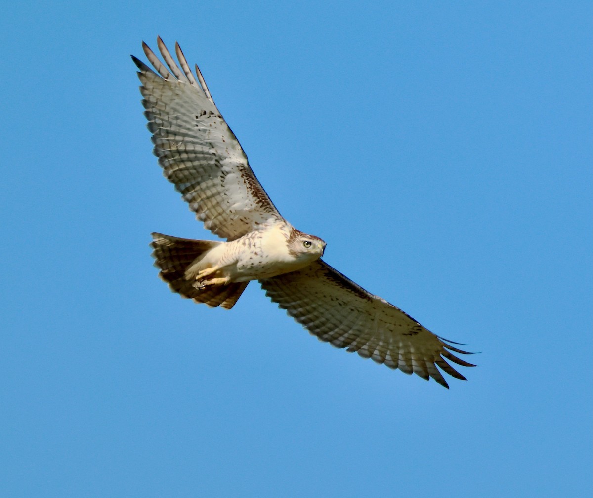 Red-tailed Hawk - ML642730680
