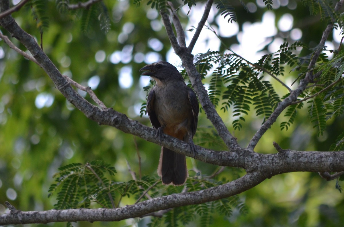 Bluish-gray Saltator - ML642730681