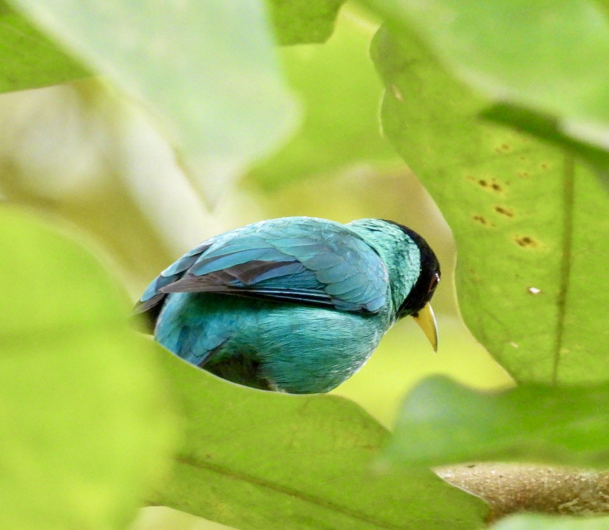 Green Honeycreeper - ML642730695