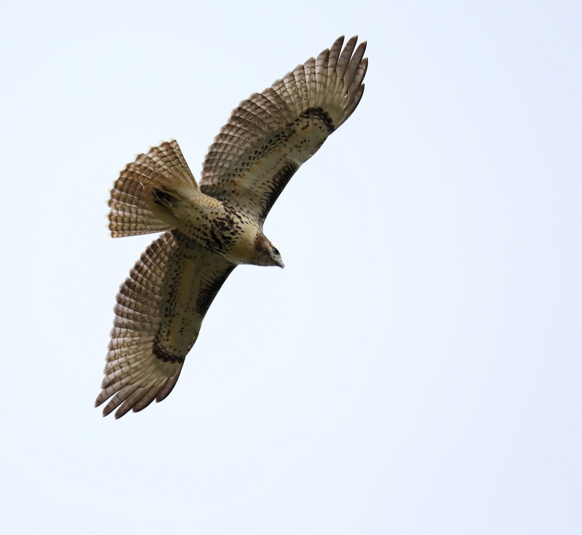 Red-tailed Hawk - ML642730710