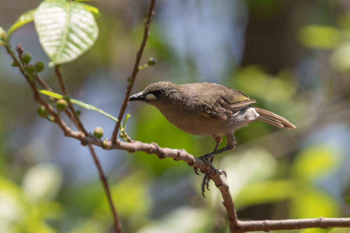 White-gaped Honeyeater - ML642730711