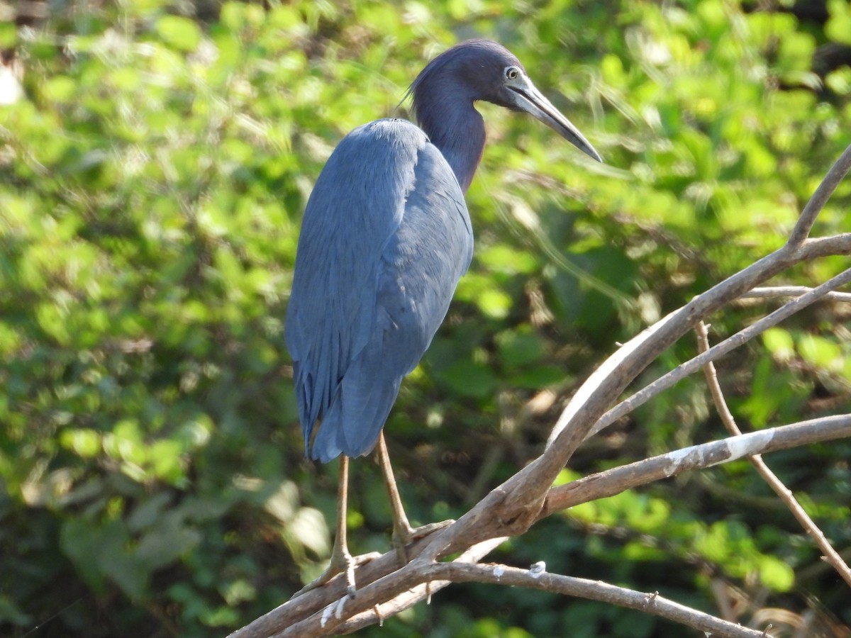 Little Blue Heron - ML642730723