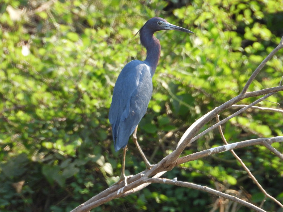 Little Blue Heron - ML642730724