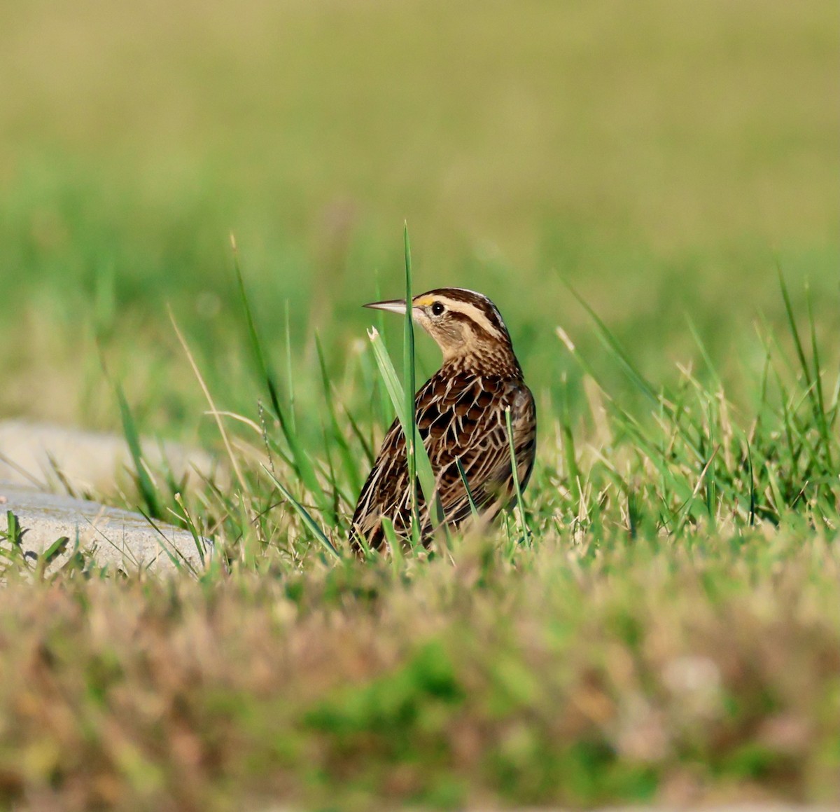 Eastern Meadowlark - ML642730732