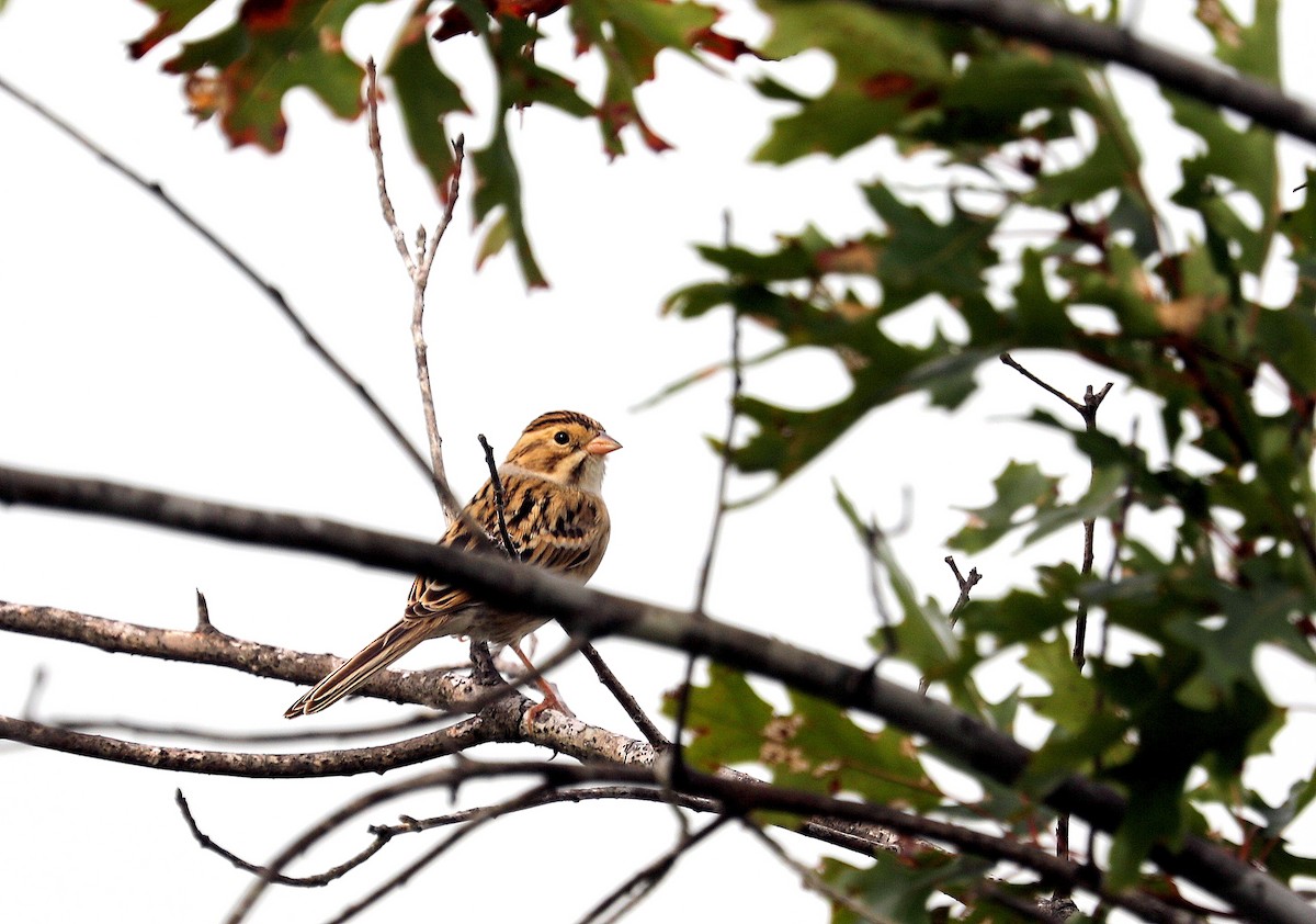 Clay-colored Sparrow - ML642730733