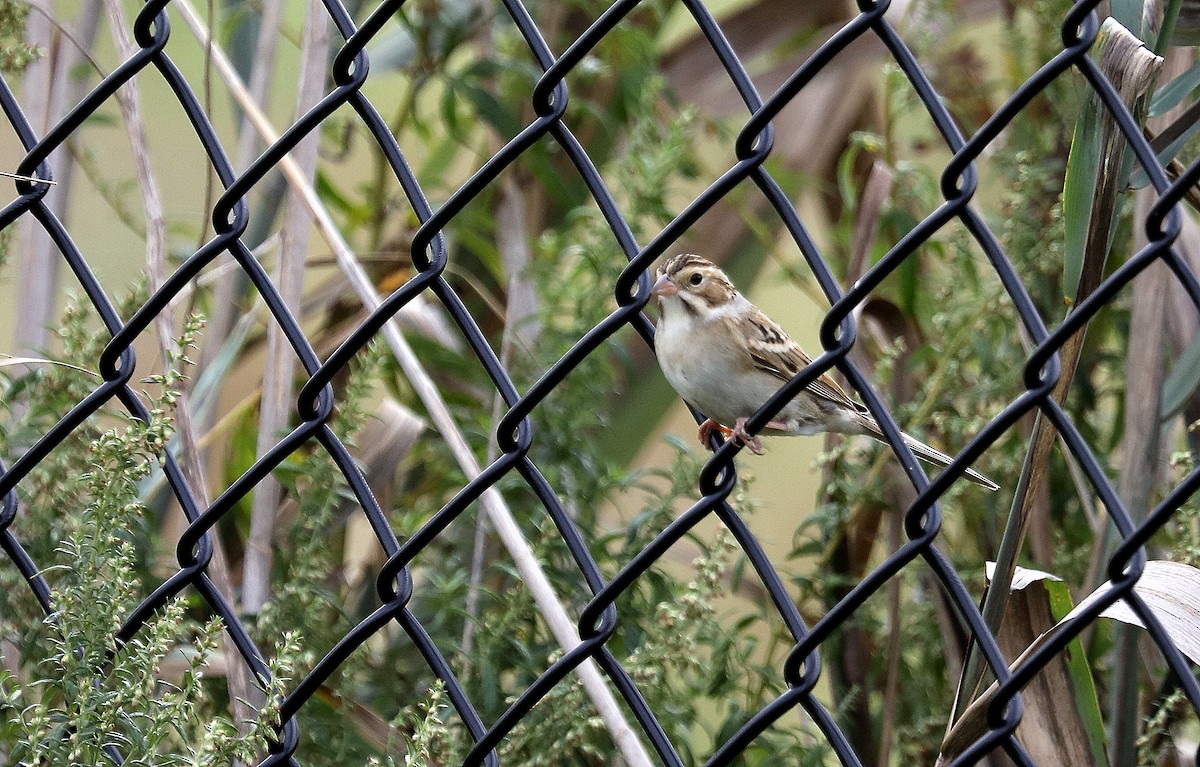 Clay-colored Sparrow - ML642730737