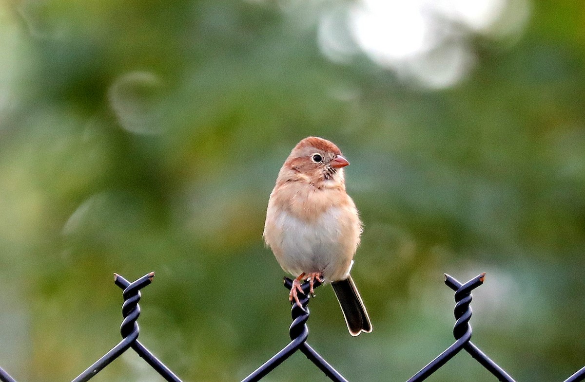 Field Sparrow - ML642730746