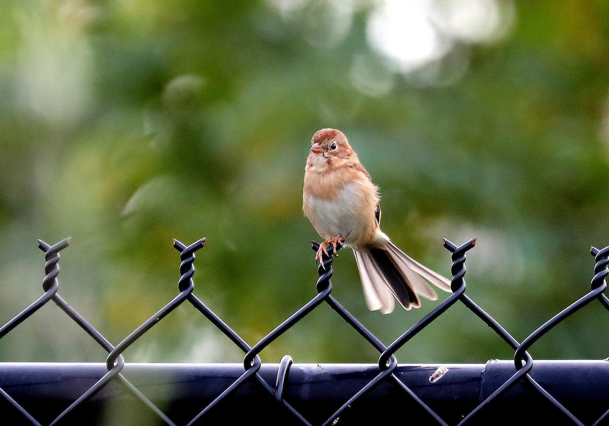 Field Sparrow - ML642730759