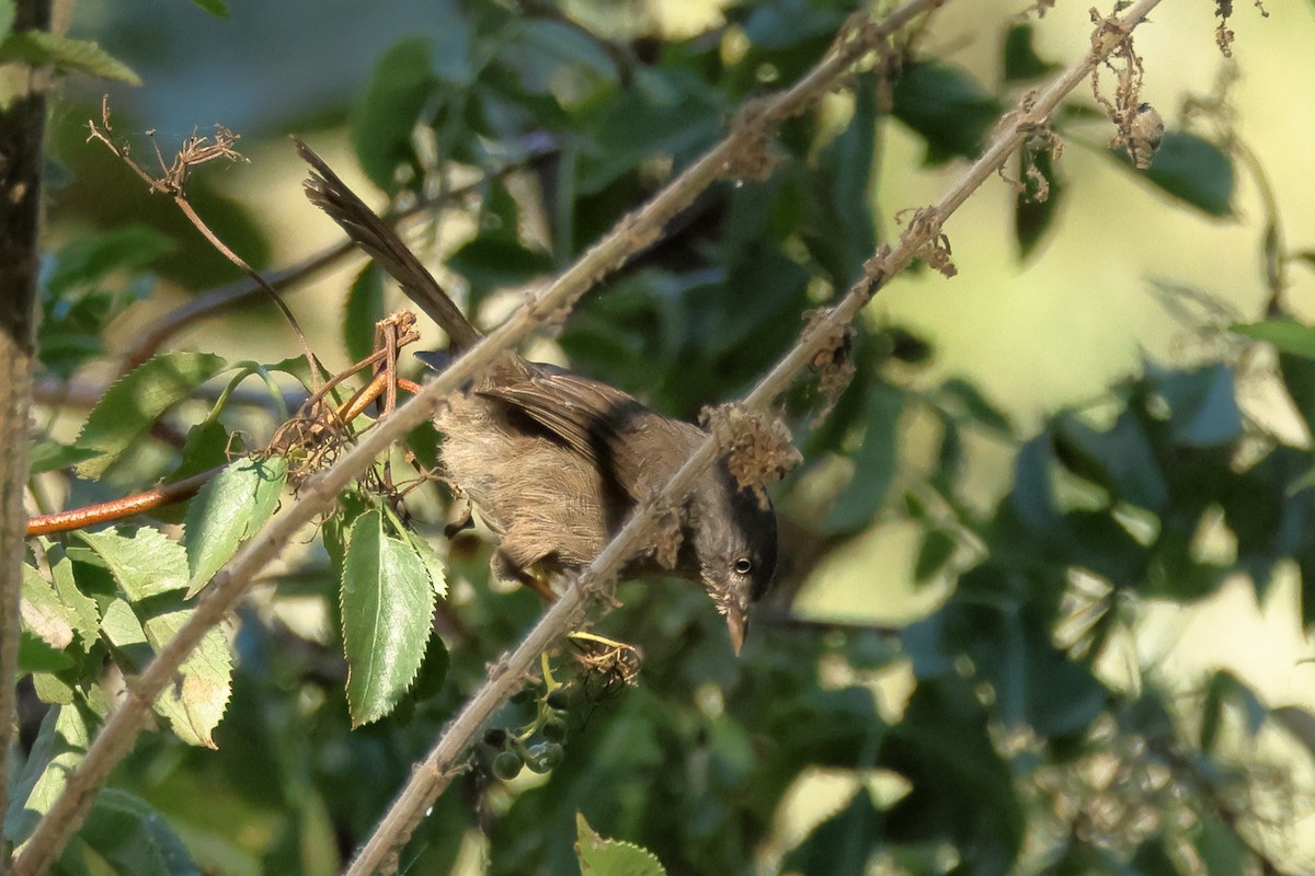 Wrentit - ML642730767