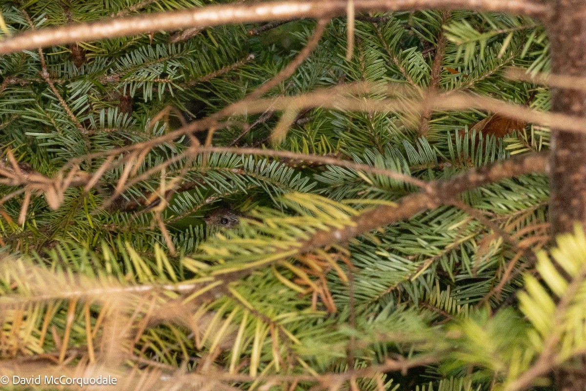Winter Wren - ML642730773
