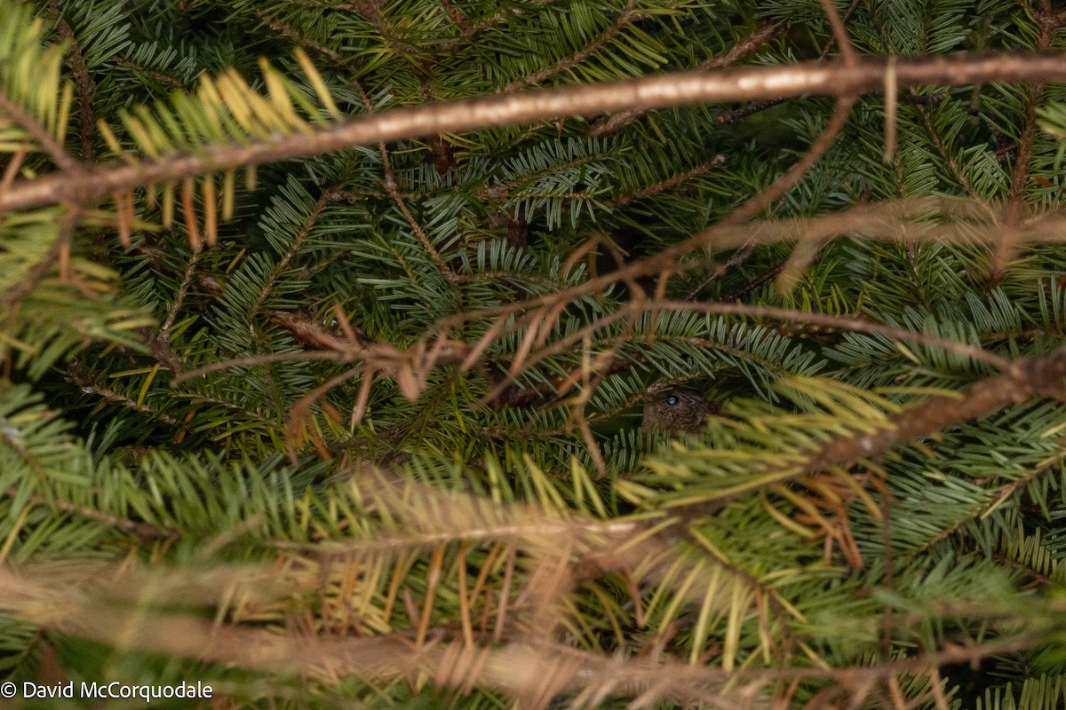 Winter Wren - ML642730774