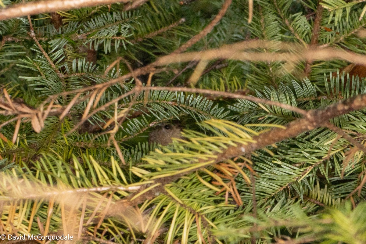 Winter Wren - ML642730775