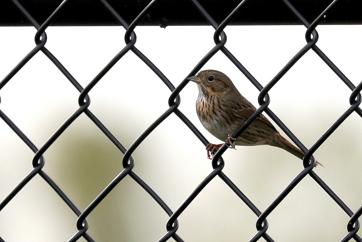 Lincoln's Sparrow - ML642730781