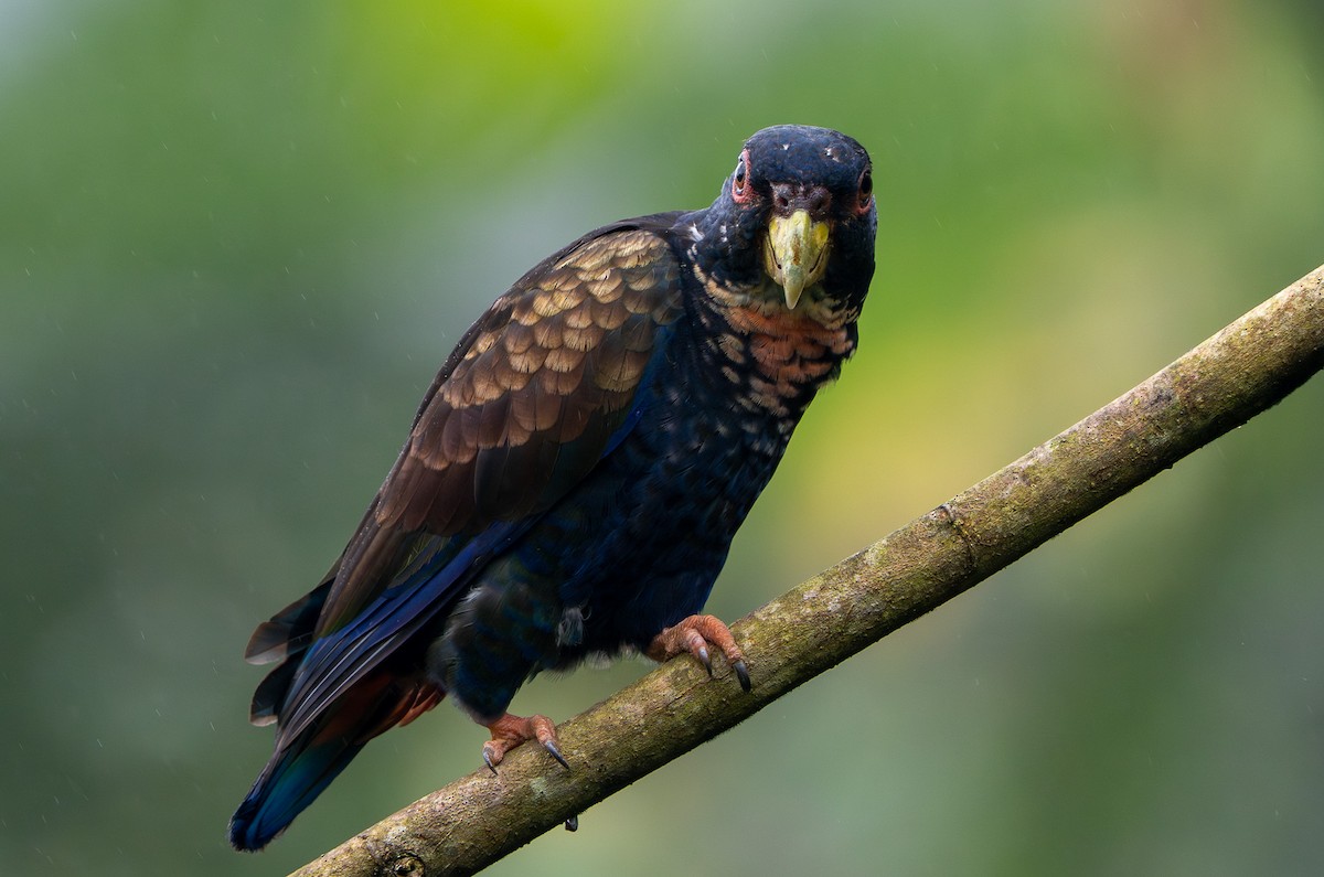 Bronze-winged Parrot - ML642730786