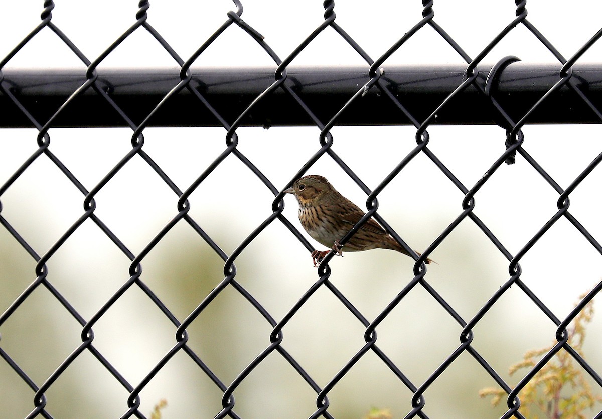 Lincoln's Sparrow - ML642730787