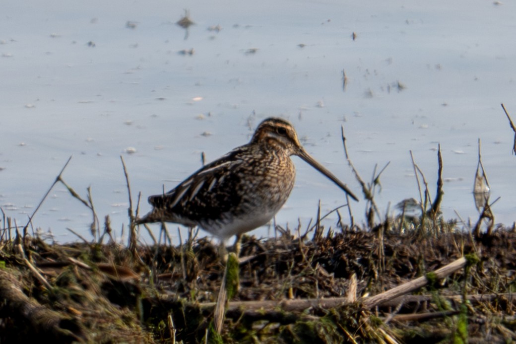 Wilson's Snipe - ML642730793