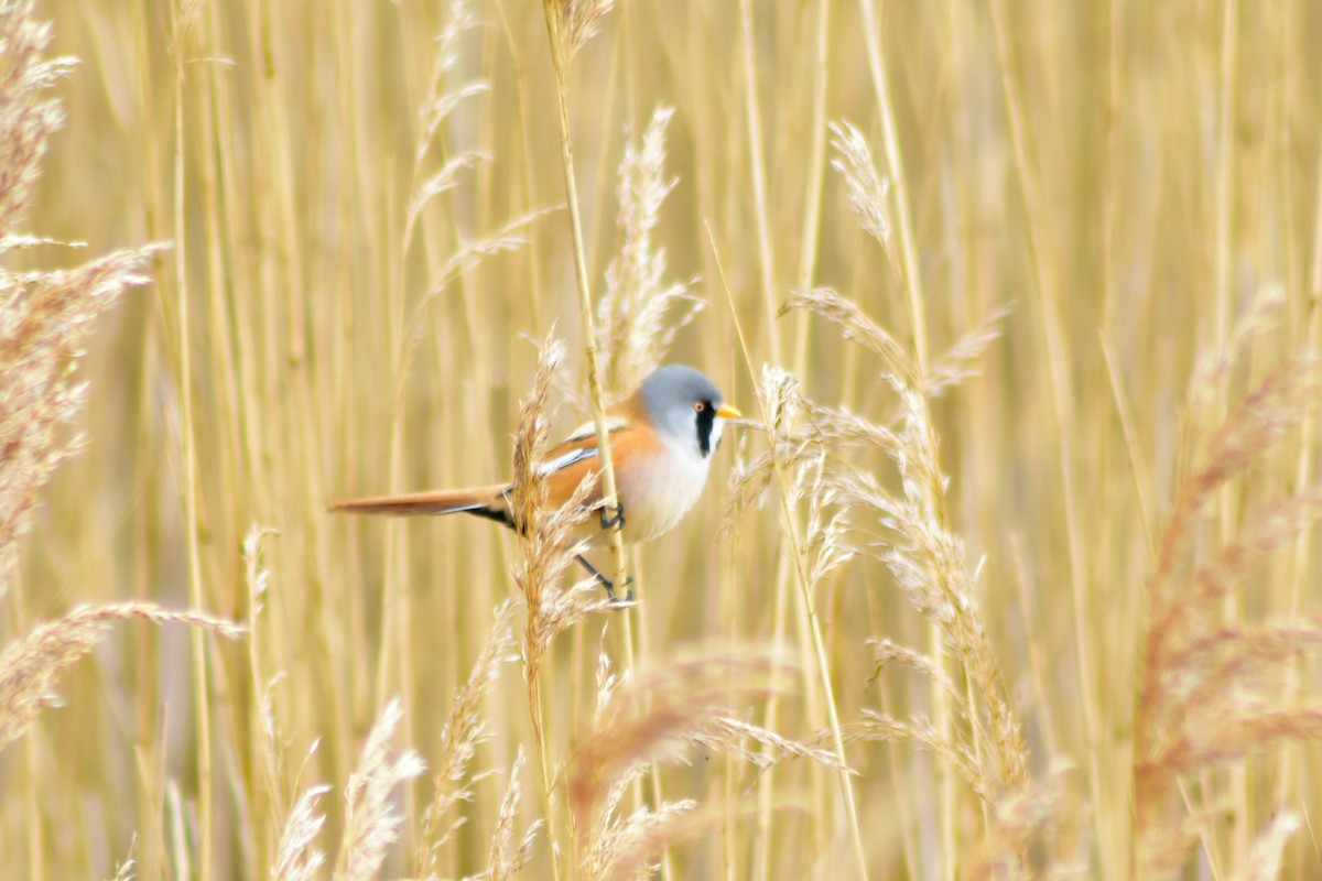 Bearded Reedling - ML642730797