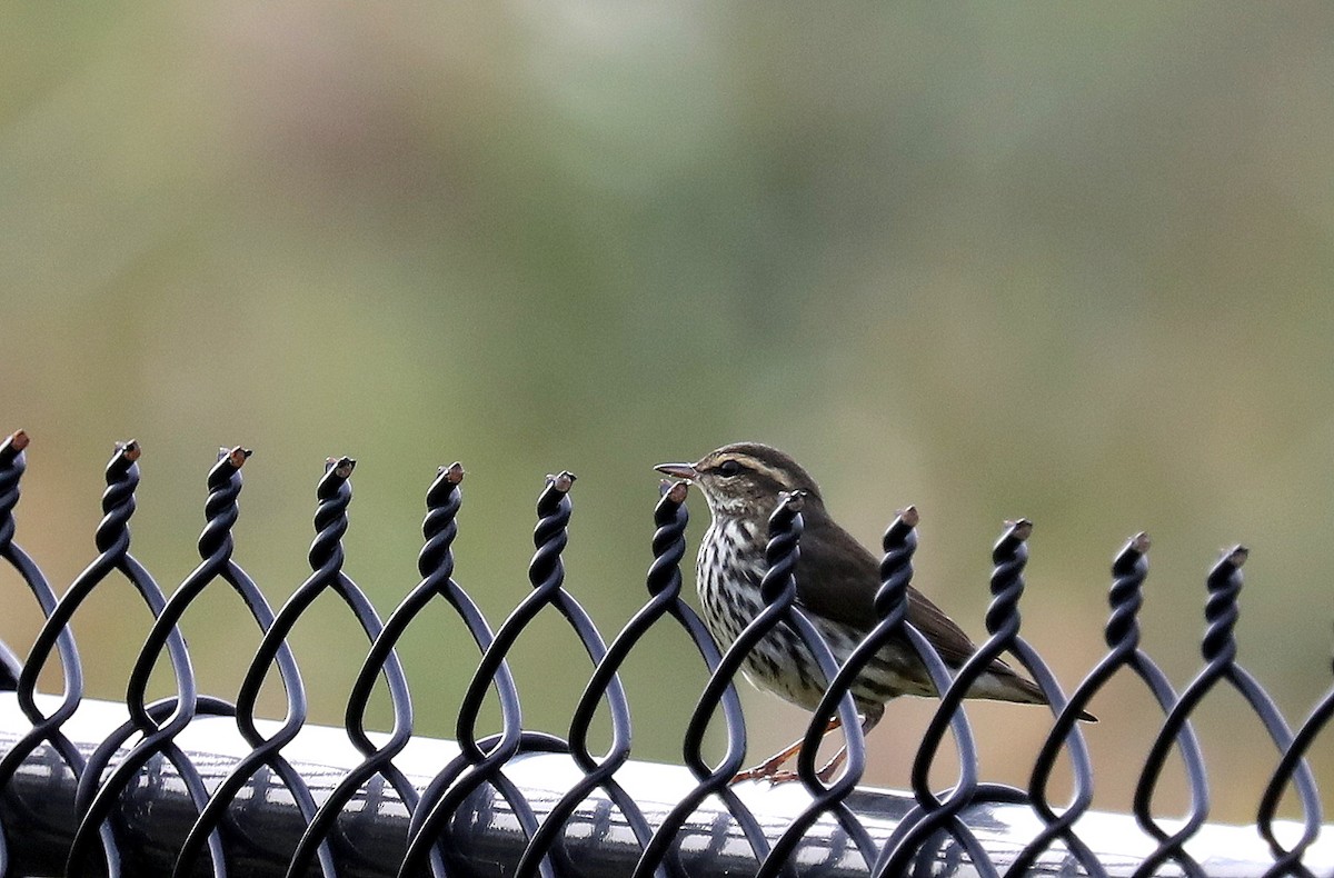 Northern Waterthrush - ML642730799