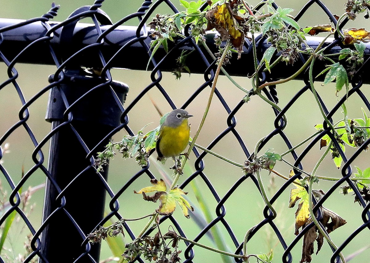 Nashville Warbler - ML642730807