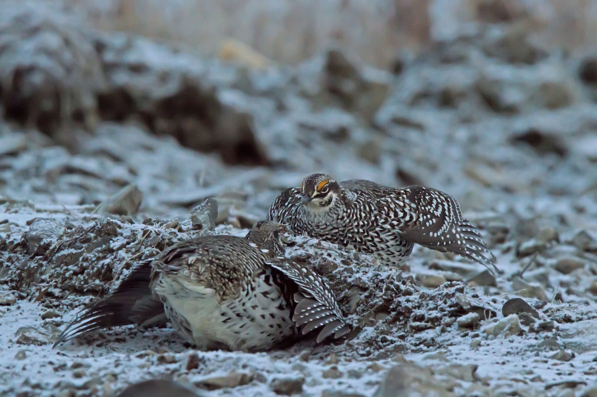 Sharp-tailed Grouse - ML642730808