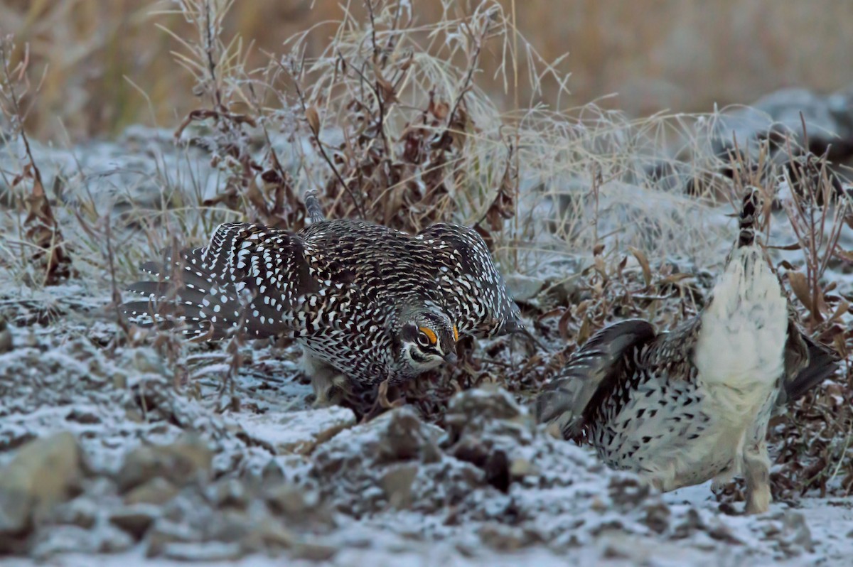 Sharp-tailed Grouse - ML642730810