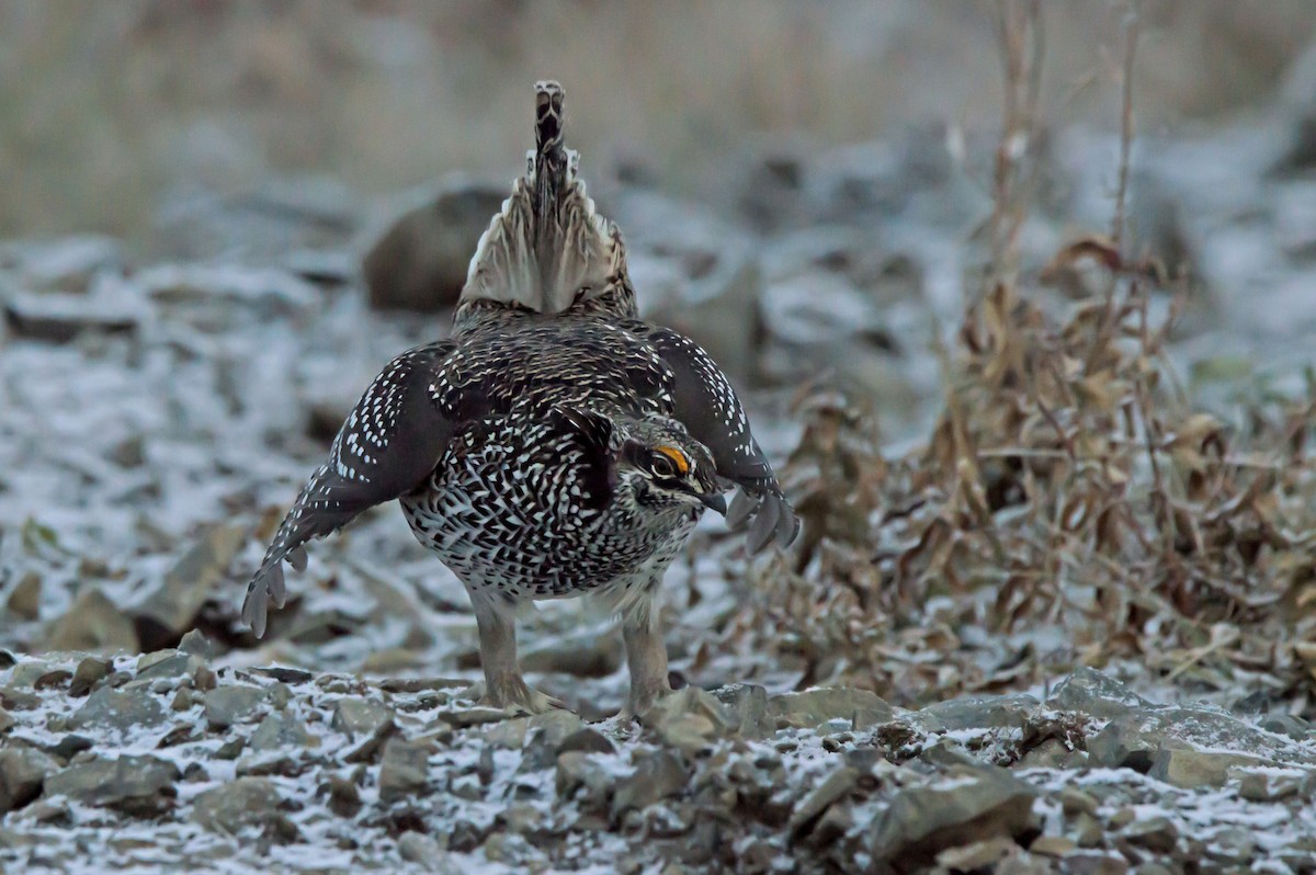 Sharp-tailed Grouse - ML642730812