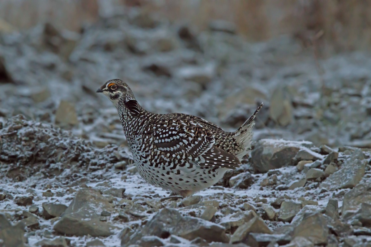 Sharp-tailed Grouse - ML642730819