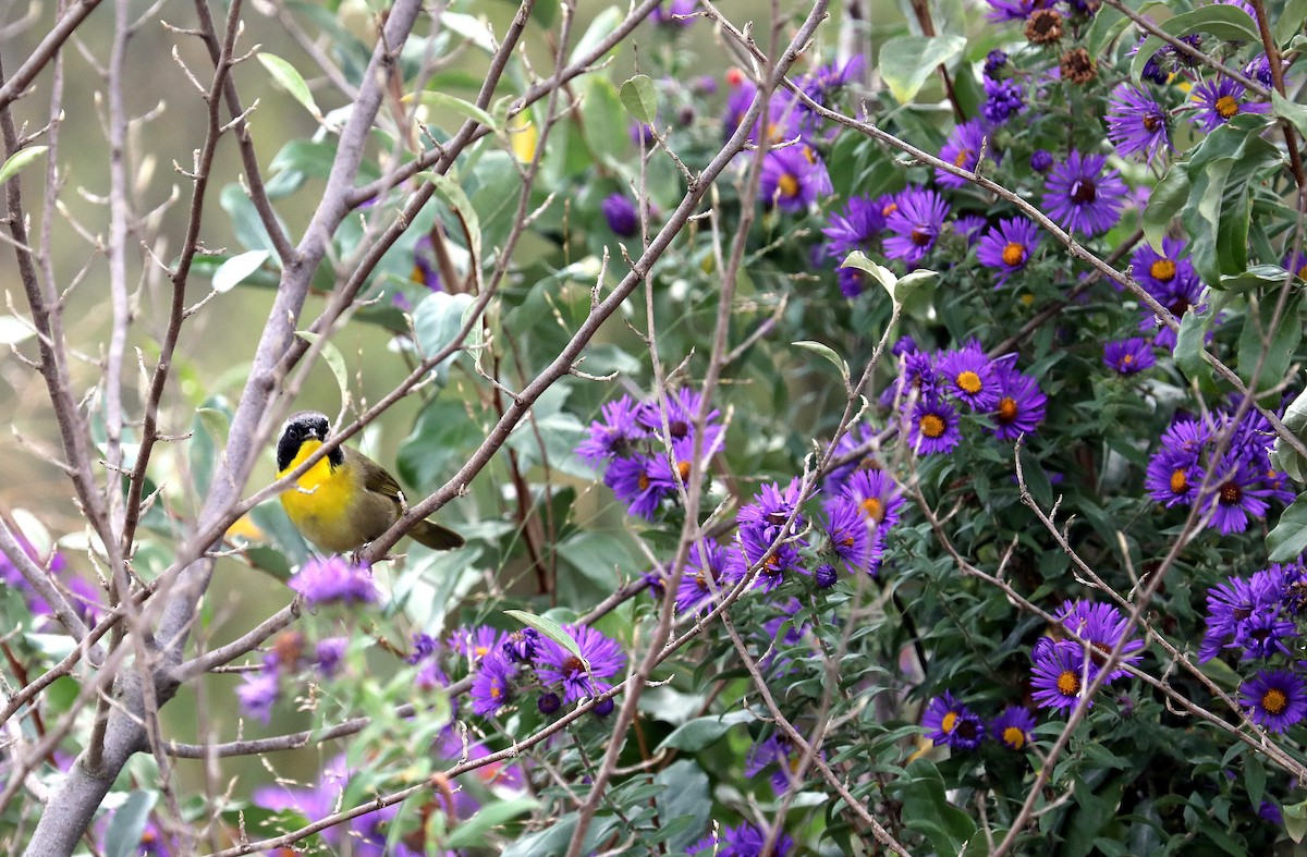 Common Yellowthroat - ML642730824